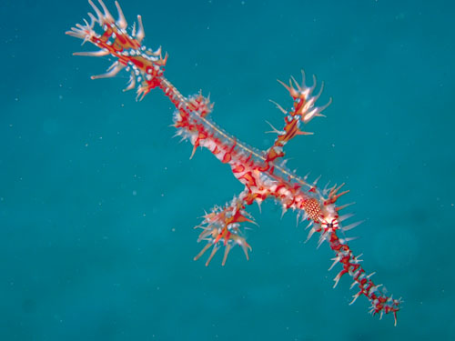 ニシキフウライウオ