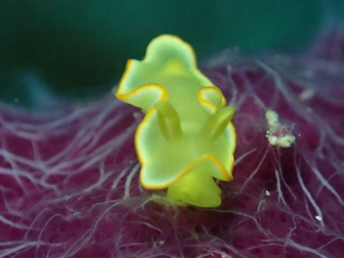 サフランイロウミウシ