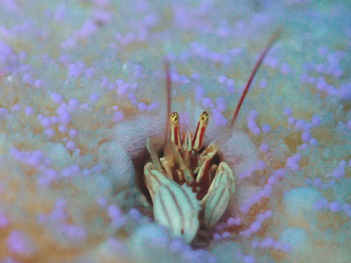 カンザシヤドカリ