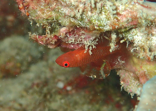 ウロコベニハゼ