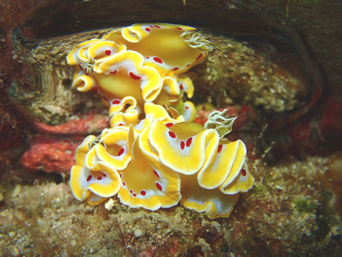 アカテンイロウミウシ