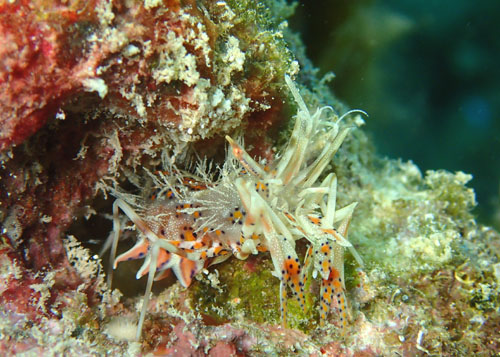 トゲツノメエビ