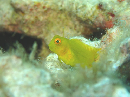 インドカエルウオｙｇ