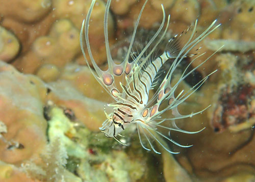 ハナミノカサゴｙｇ