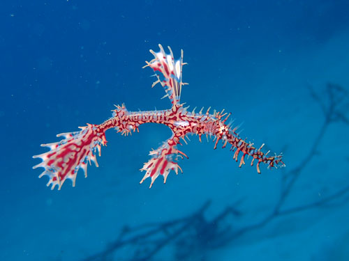 ニシキフウライウオ