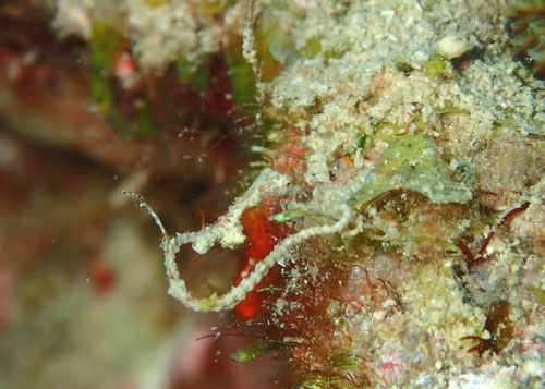 ピグミーシードラゴン