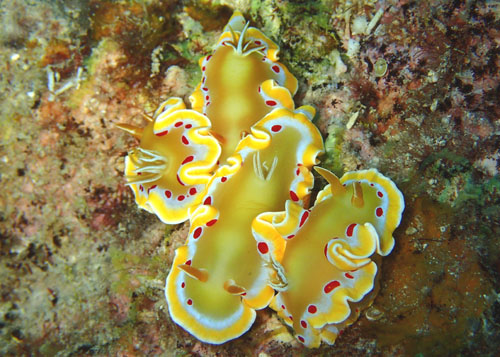 アカテンイロウミウシ