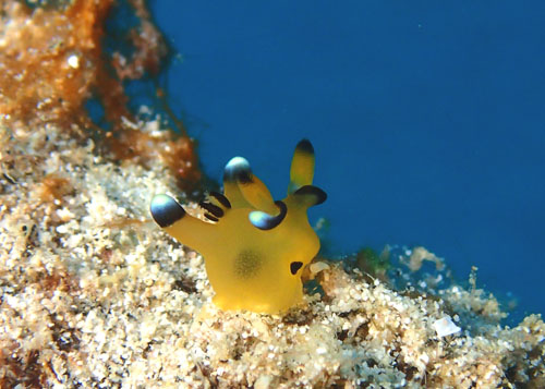 ウデフリツノザヤウミウシ