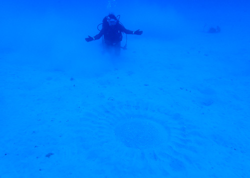 ミステリーサークルとゲストさん