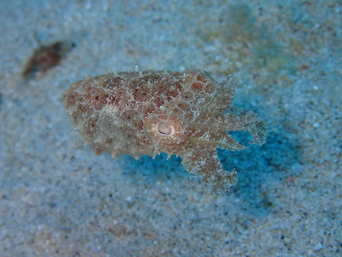 コブシメの子ども