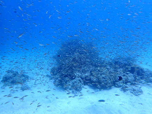 テンジクダイの根