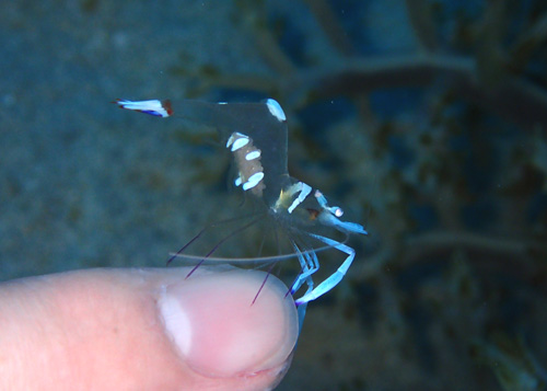 オドリカクレエビ