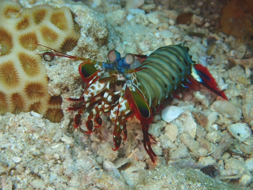 モンハナシャコ