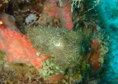 コブシメの赤ちゃん