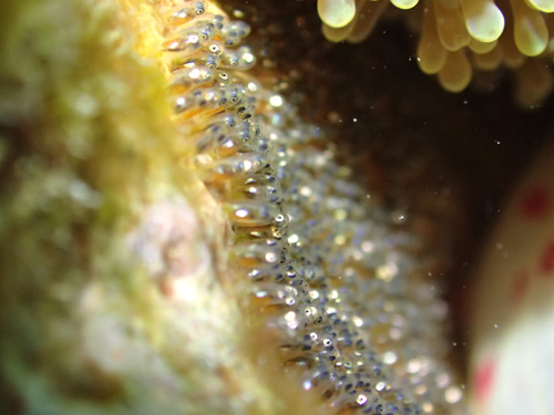 セジロクマノミの卵