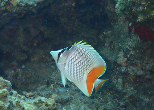 アミメチョウチョウウオ