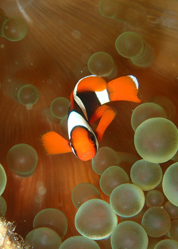 ハマクマノミBABY