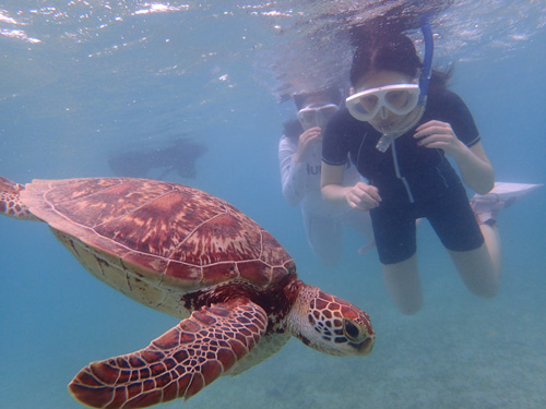 海がめシュノーケル