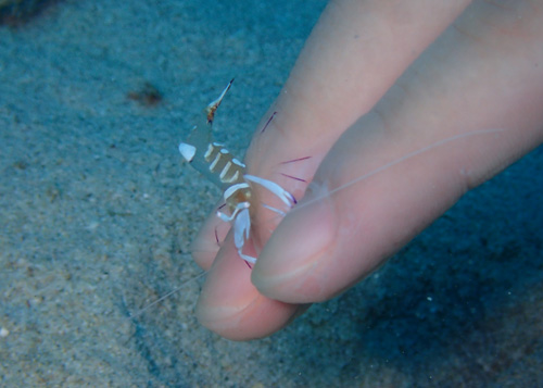 オドリカクレエビ