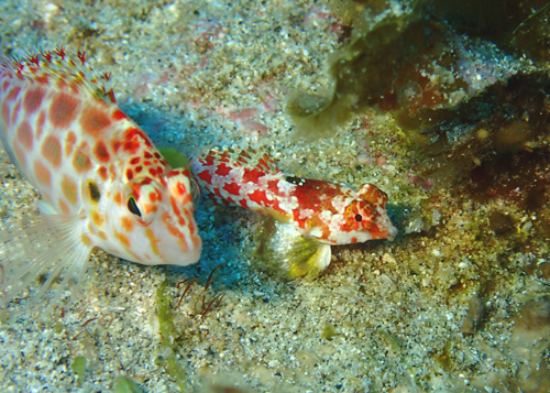 ミヤケテグリとヒメゴンベ