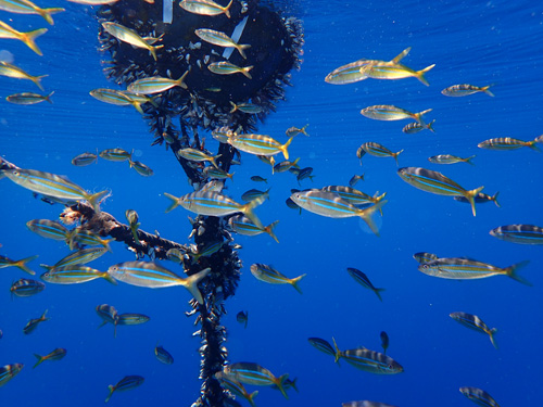 ツムブリの幼魚