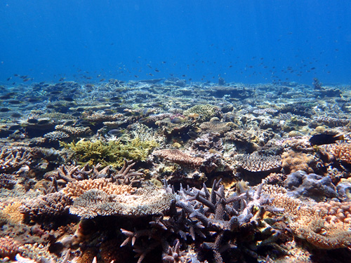サンゴの群生