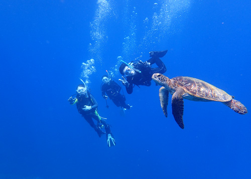アオウミガメとアッキーズファミリー