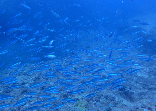 クマザサハナムロの群れ