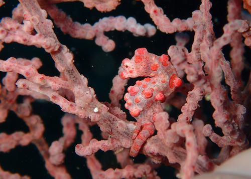 ピグミーシーホース