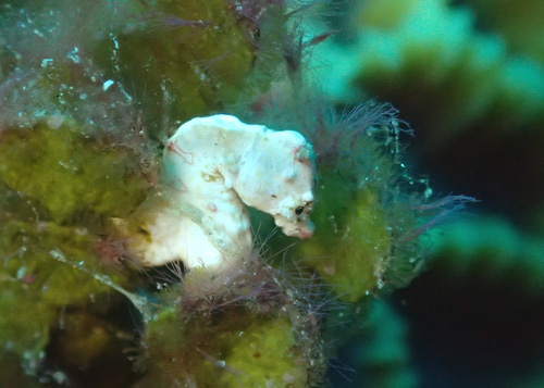 コールマンピグミーシーホース”Hippocampus pontohi”(ヒポカンパス･ポントヒィ)