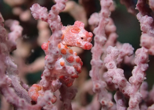 ピグミーシーホース