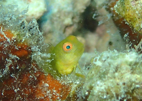 インドカエルウオｙｇ