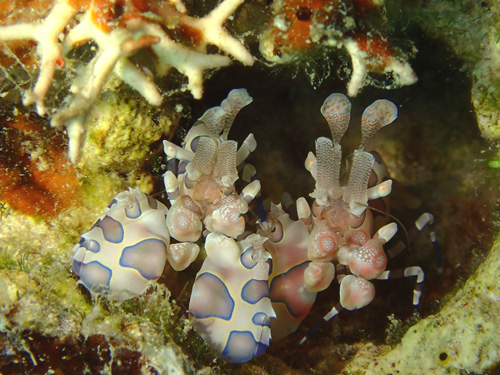 フリソデエビのペア