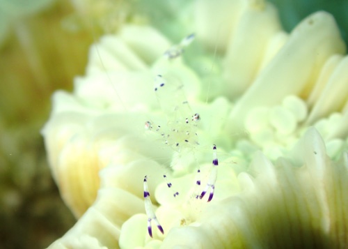 ニセアカホシカクレエビ