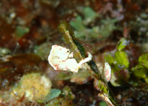 コールマンピグミーシーホース