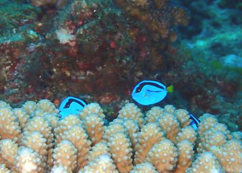 ナンヨウハギｙｇ