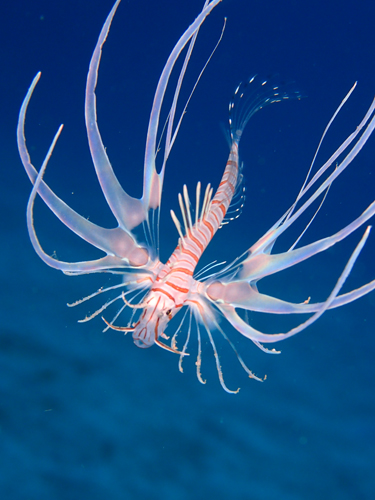 ハナミノカサゴｙｇ