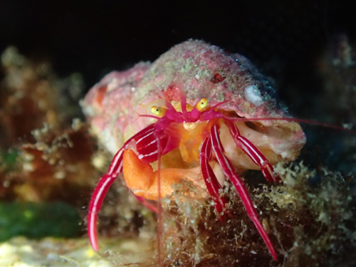 クレナイゼブラヤドカリ