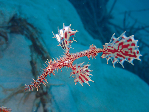 ニシキフウライウオ