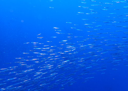 キビナゴの群れ