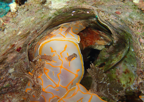 キスジカンテンウミウシ