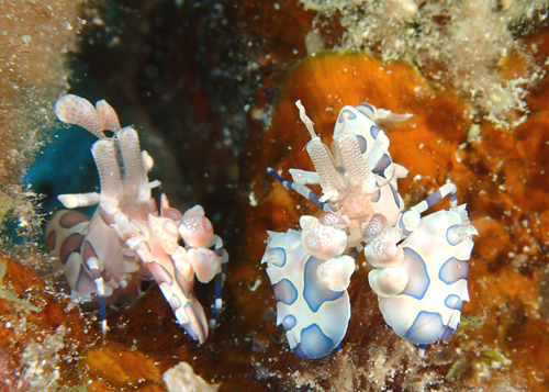 フリソデエビのペア