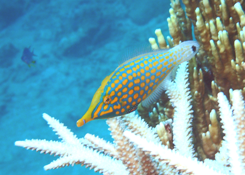 テングカワハギ