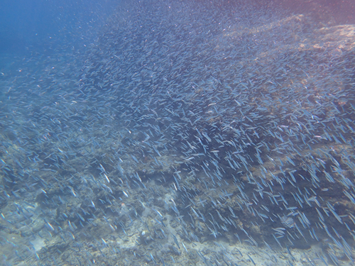 キビナゴの群れ