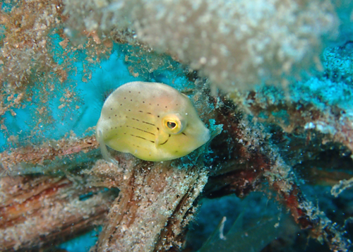 アオサハギｙｇ