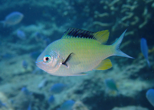 デバスズメダイの婚姻色