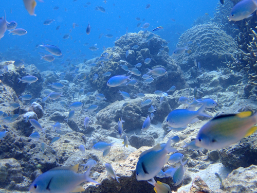 デバスズメダイの恋愛スポット