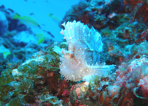 ハダカハオコゼ