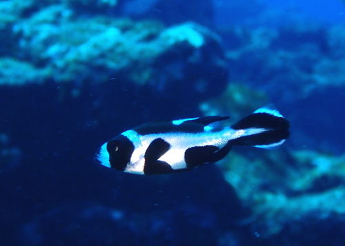 マダラタルミyg