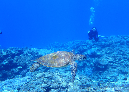 アオウミガメとゲストさん
